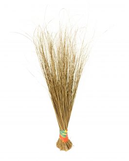 Native Broom